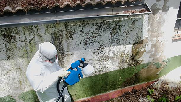 Trusted Attic Mold Removal service in Brookside, NJ - Cheap Mold Removal
